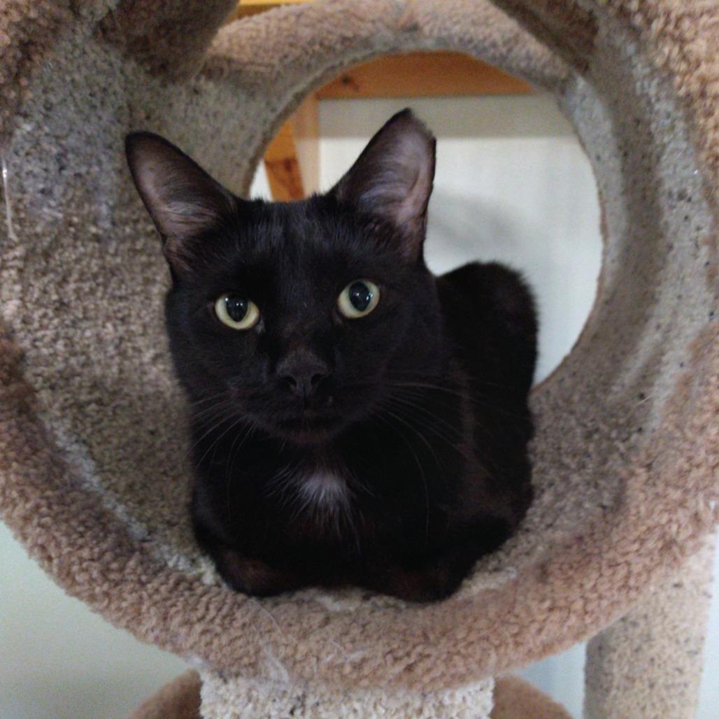 Enlarge Mackie, a Adoptable Domestic Medium Hair in Leander, TX image 2/3