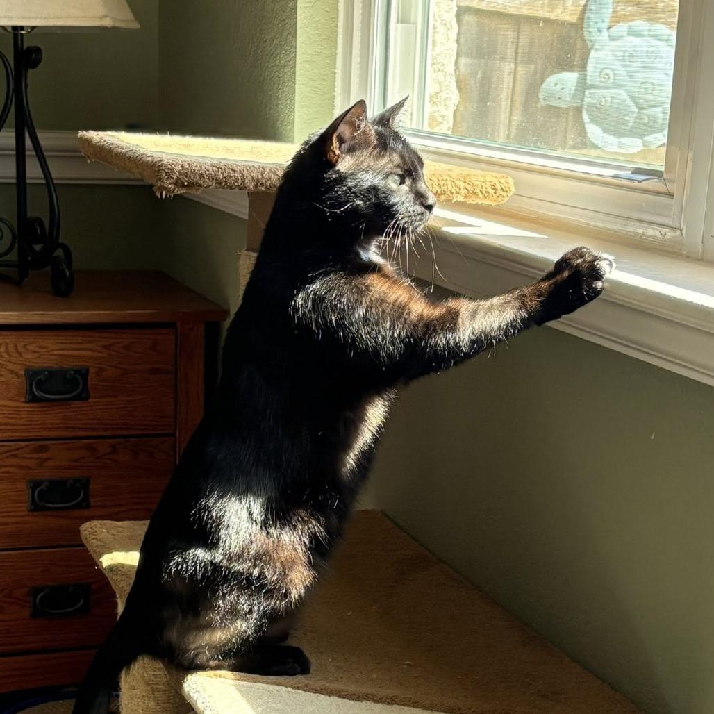 Enlarge Mackie, a Adoptable Domestic Medium Hair in Leander, TX image 3/3
