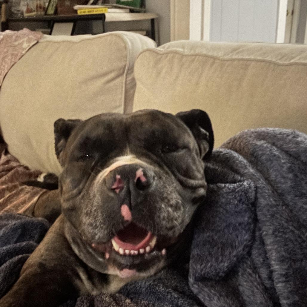 Chai, Adoptable, Young Female Mixed Breed.