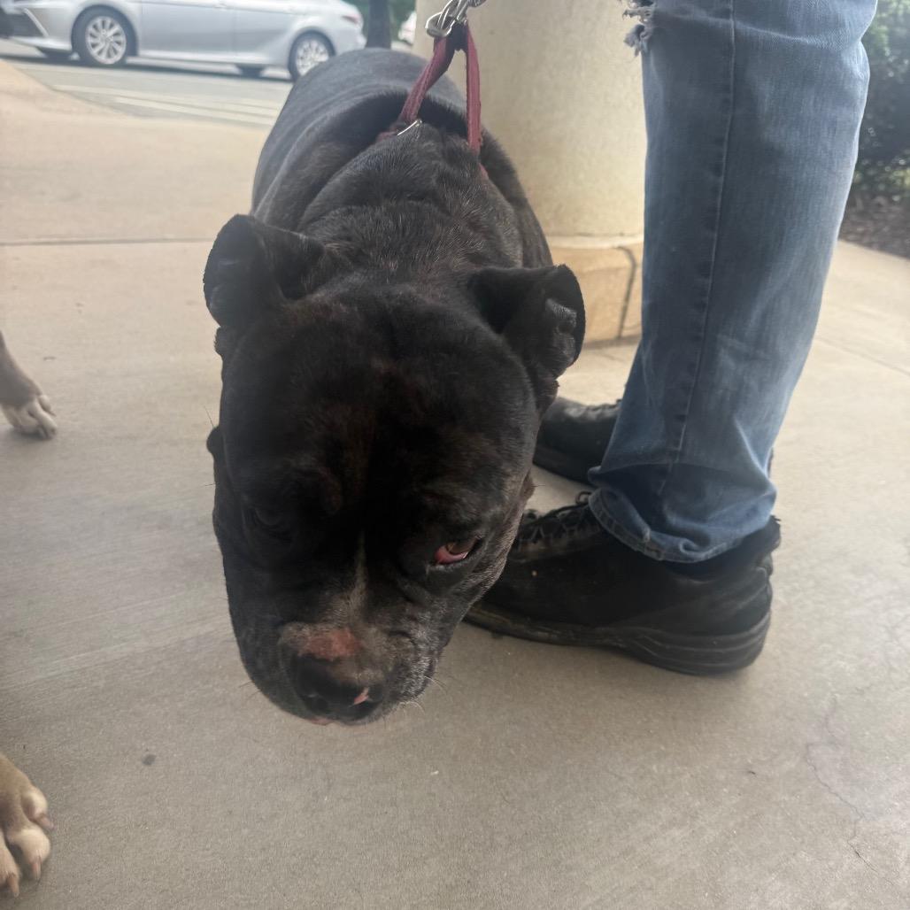 Chai, a Adoptable Mixed Breed in Winston-Salem, NC image 2/6
