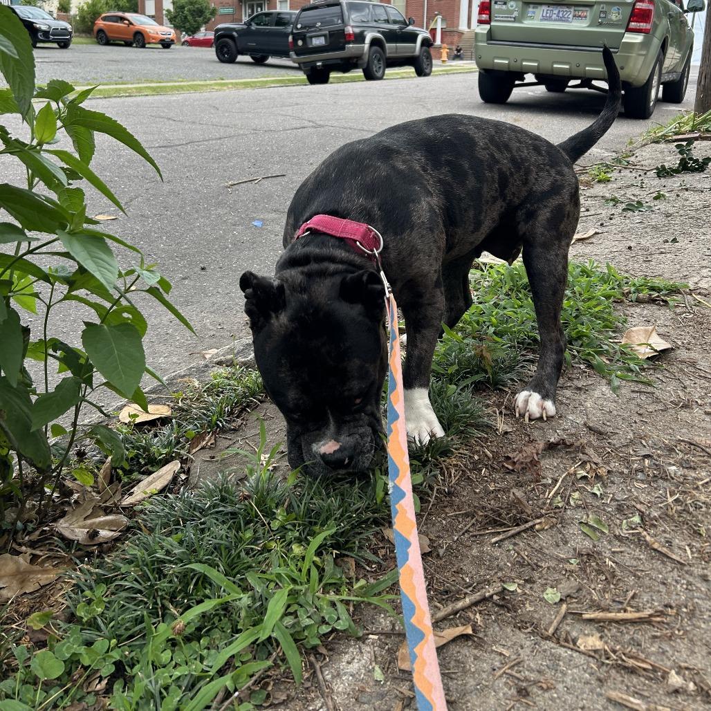 Chai, a Adoptable Mixed Breed in Winston-Salem, NC image 3/6