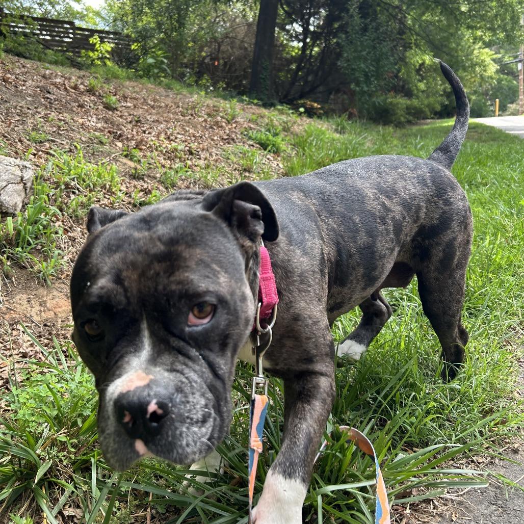 Chai, a Adoptable Mixed Breed in Winston-Salem, NC image 6/6