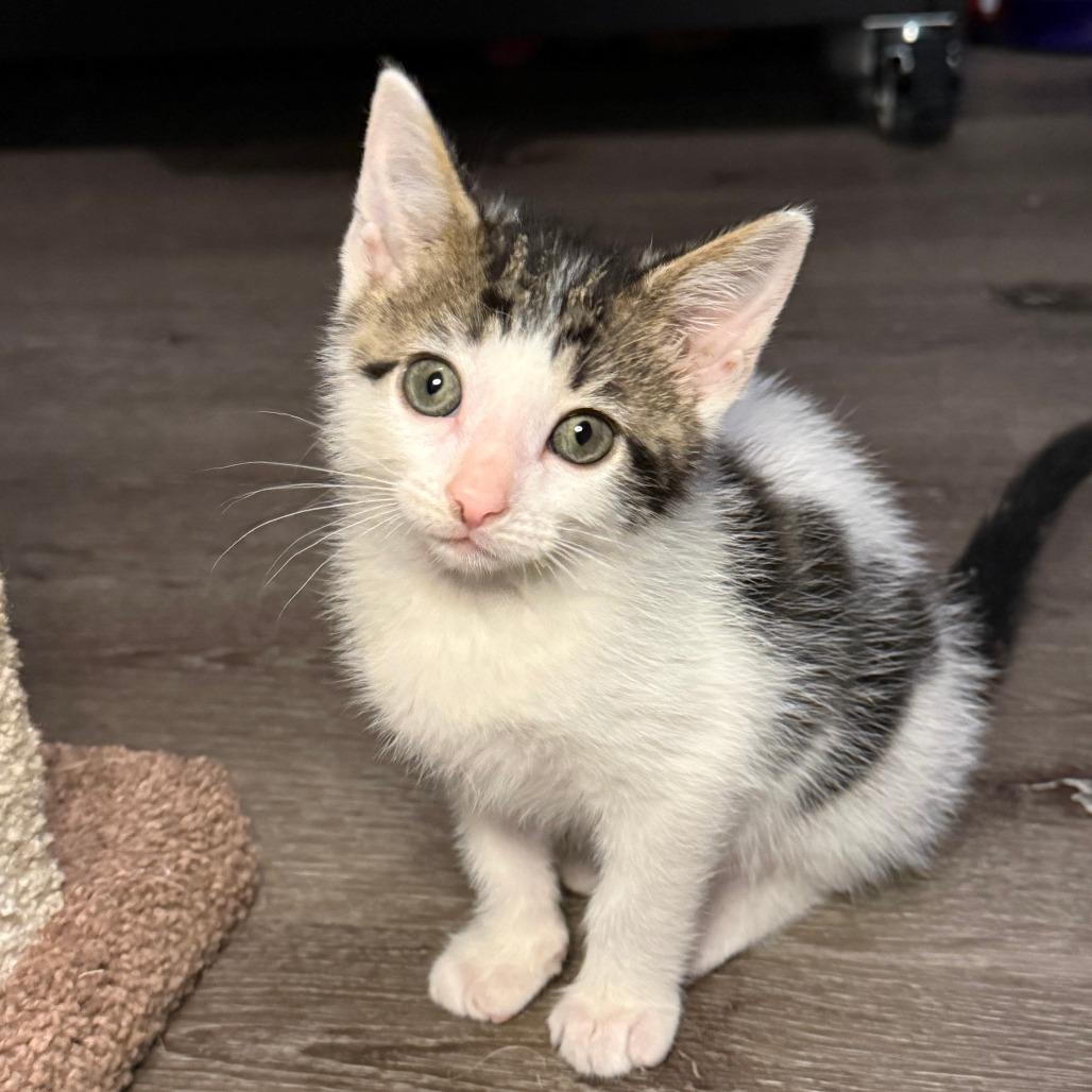 Breezy, Adoptable, Kitten Female Domestic Short Hair.
