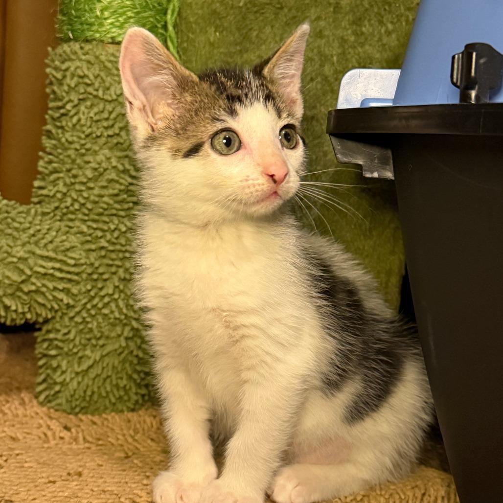 Enlarge Breezy, a Adoptable Domestic Short Hair in Jupiter, FL image 2/6