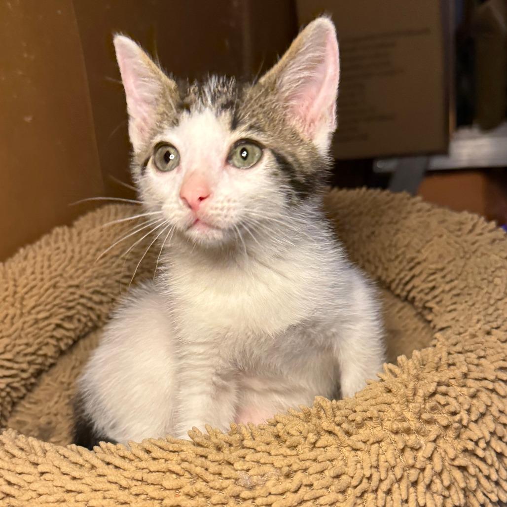 Enlarge Breezy, a Adoptable Domestic Short Hair in Jupiter, FL image 3/6