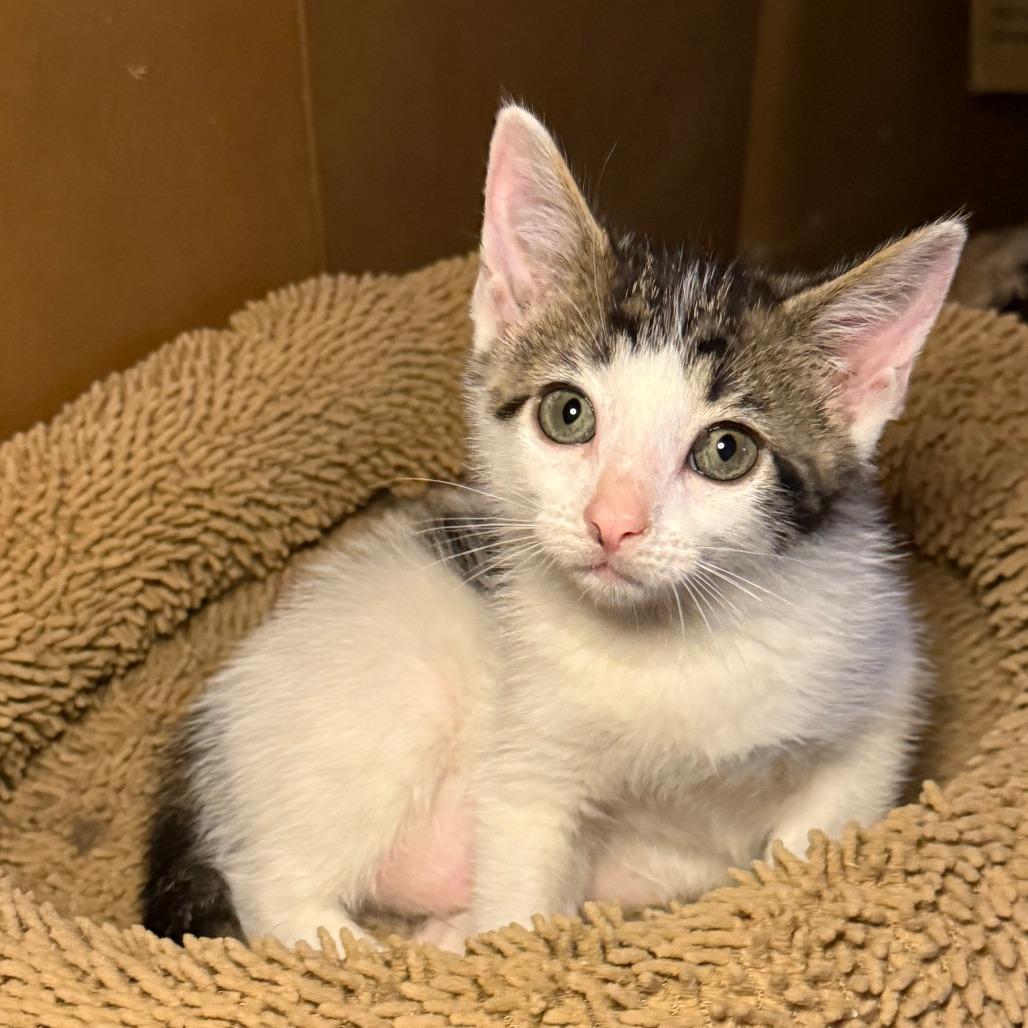 Enlarge Breezy, a Adoptable Domestic Short Hair in Jupiter, FL image 4/6
