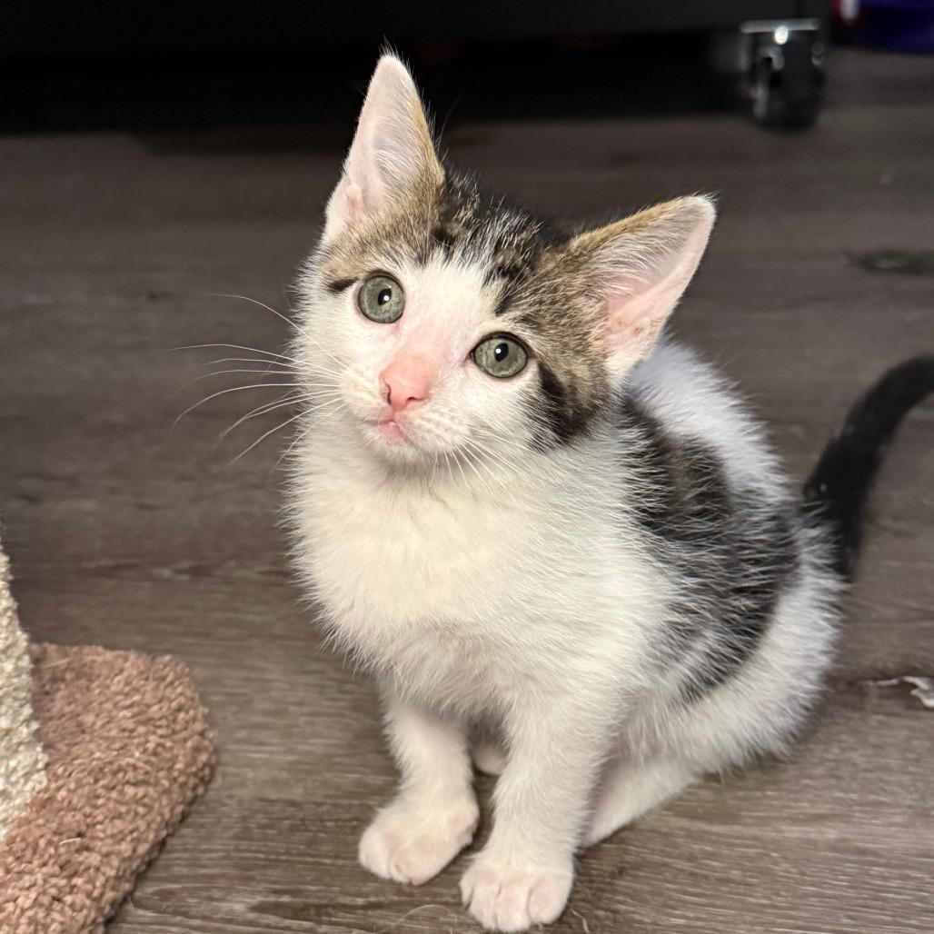Enlarge Breezy, a Adoptable Domestic Short Hair in Jupiter, FL image 5/6
