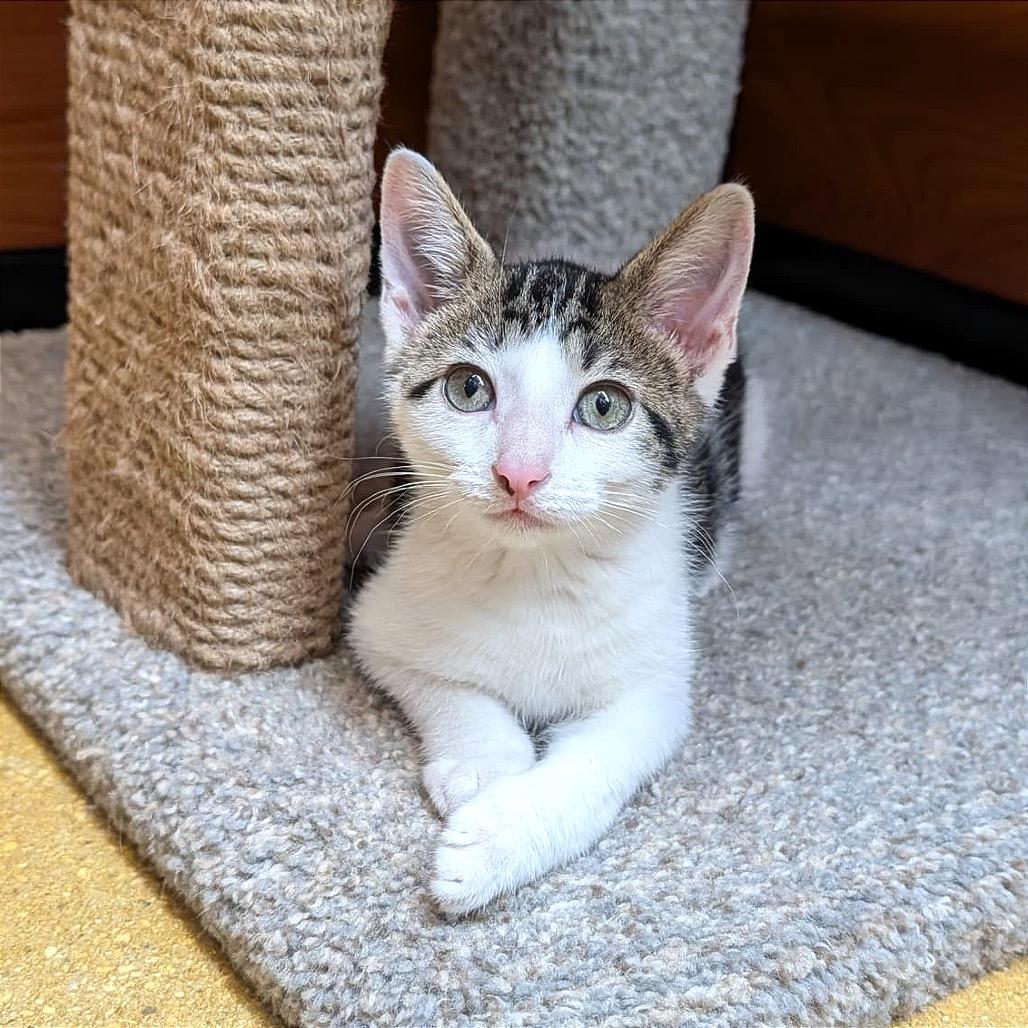 Breezy, a Adoptable Domestic Short Hair in Jupiter, FL image 5/6
