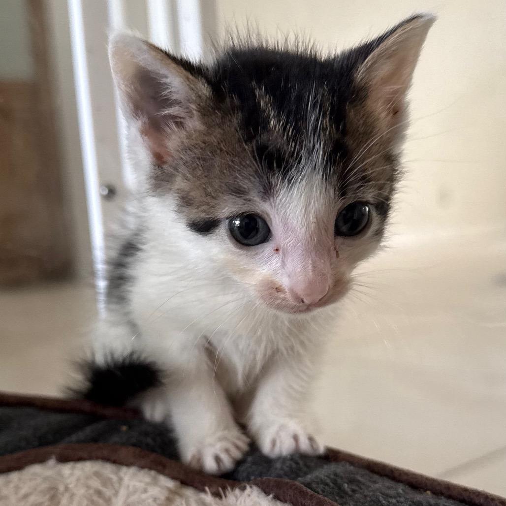 Enlarge Breezy, a Adoptable Domestic Short Hair in Jupiter, FL image 6/6