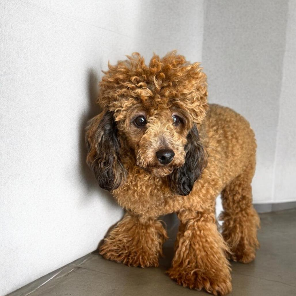 Enlarge Cisco, a Adoptable Poodle in Loves Park, IL image 1/2