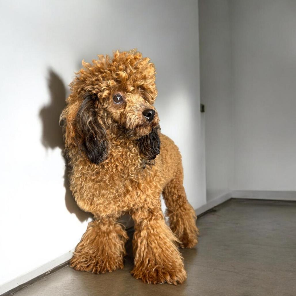 Enlarge Cisco, a Adoptable Poodle in Loves Park, IL image 2/2