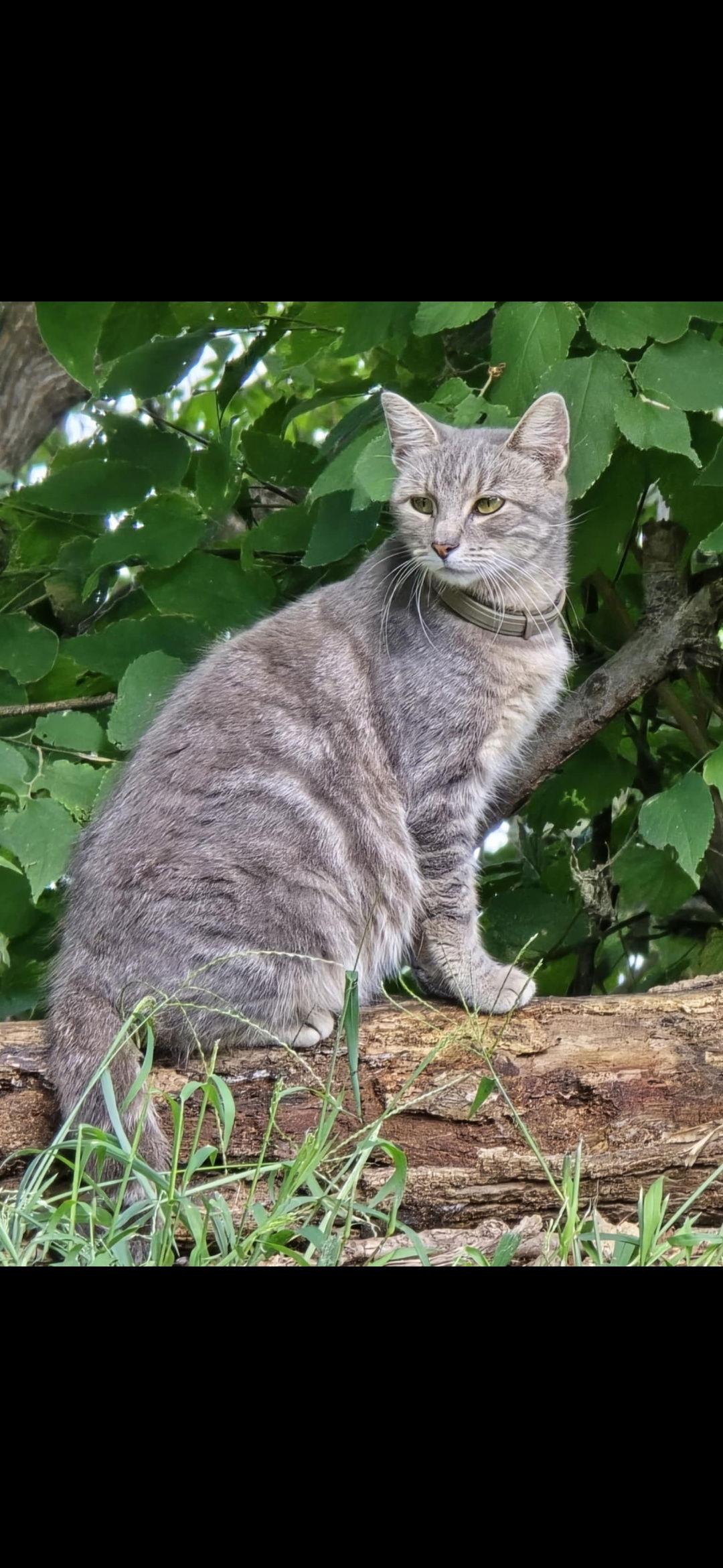 Hazel, Adoptable, Adult Female Domestic Short Hair.