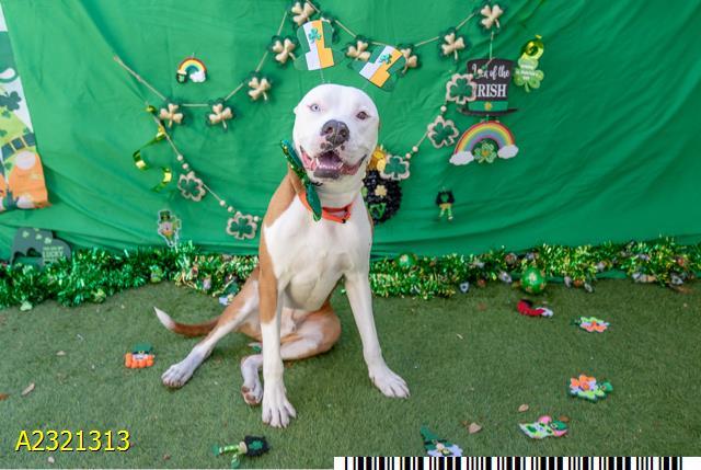 RICO, Adoptable, Young Male Mixed Breed.