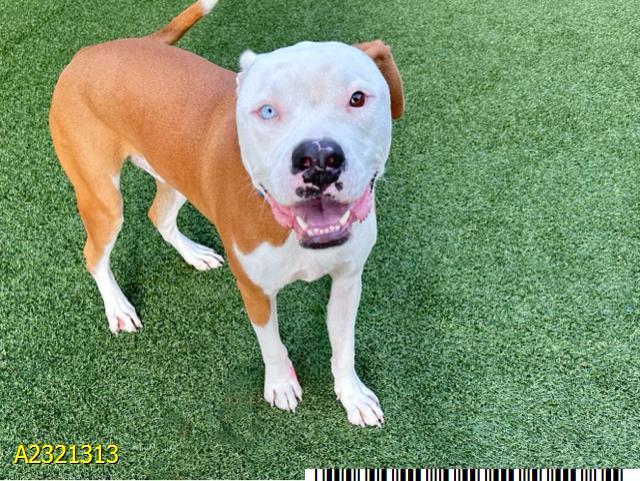 RICO, Adoptable, Young Male Mixed Breed.