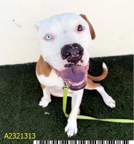 RICO, Adoptable, Young Male Mixed Breed.