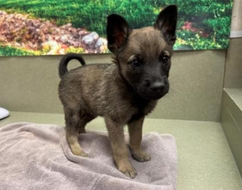 Adopt a puppy! Shelter is full - save a life! I'm Auggie, an adopted Belgian Shepherd / Malinois & German Shepherd Dog Mix in San Marcos, CA_image-1