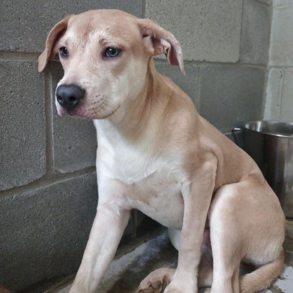 Enlarge Vana, a Adoptable Mixed Breed in Valley, AL image 1/2
