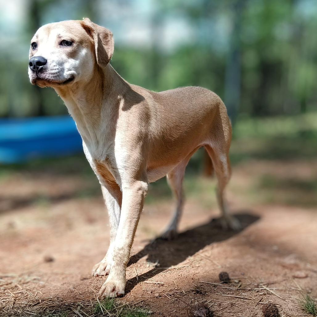 Enlarge Vana, a Adoptable Mixed Breed in Valley, AL image 2/2