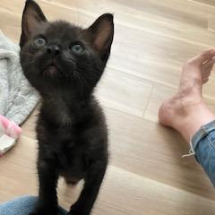Lord Mew-caroni, Adoptable, Kitten Male Domestic Short Hair.