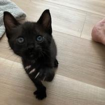 Enlarge Lord Mew-caroni, a Adoptable Domestic Short Hair in Lake Panasoffkee, FL image 4/5