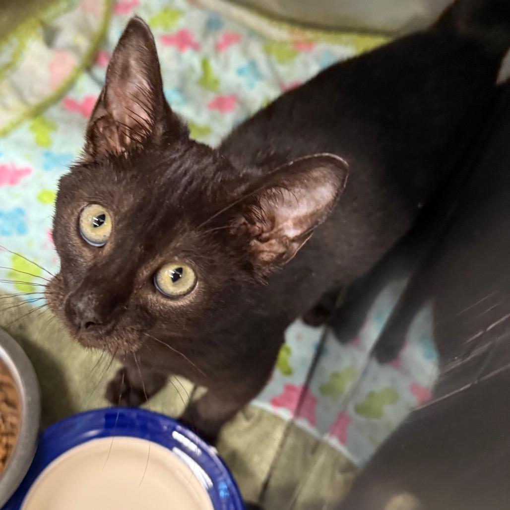 Enlarge Lord Mew-caroni, a Adoptable Domestic Short Hair in Lake Panasoffkee, FL image 5/5
