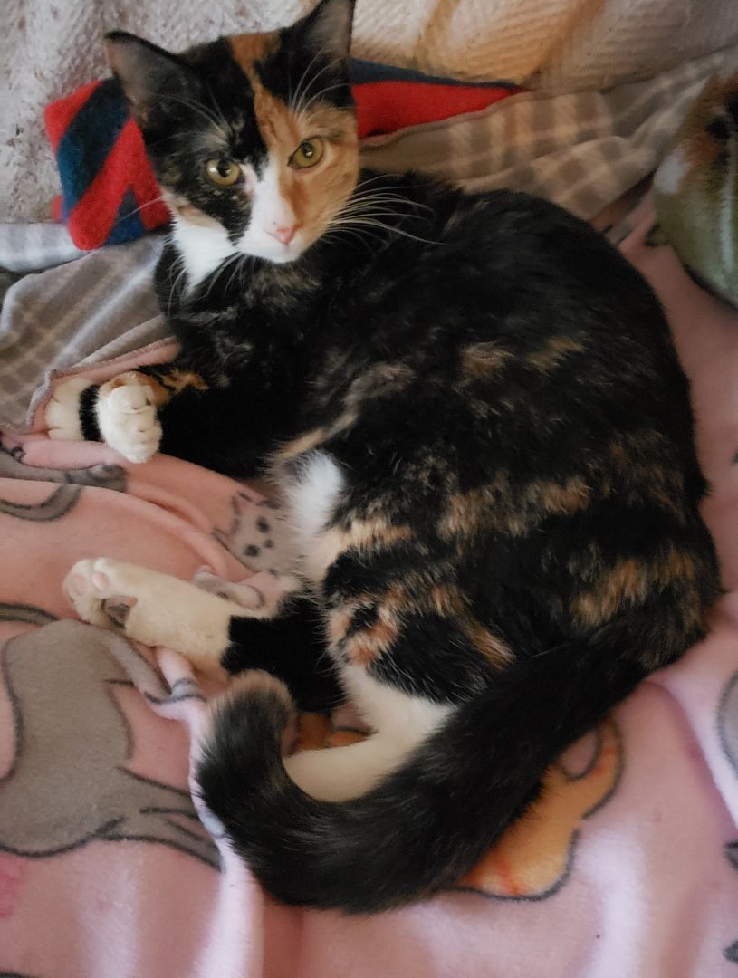 Enlarge Augusta, a Adoptable mixed breed in Roseville, MN image 5/6