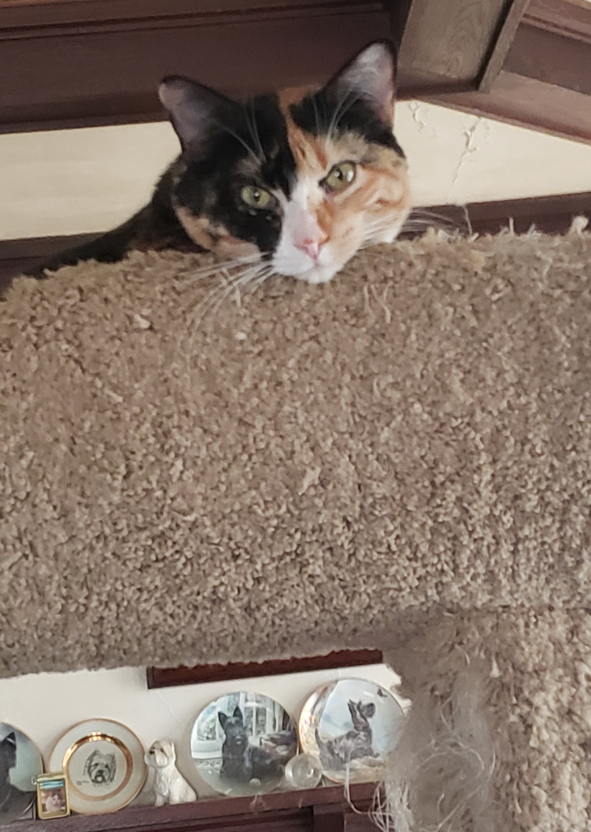 Enlarge Augusta, a Adoptable mixed breed in Roseville, MN image 6/6