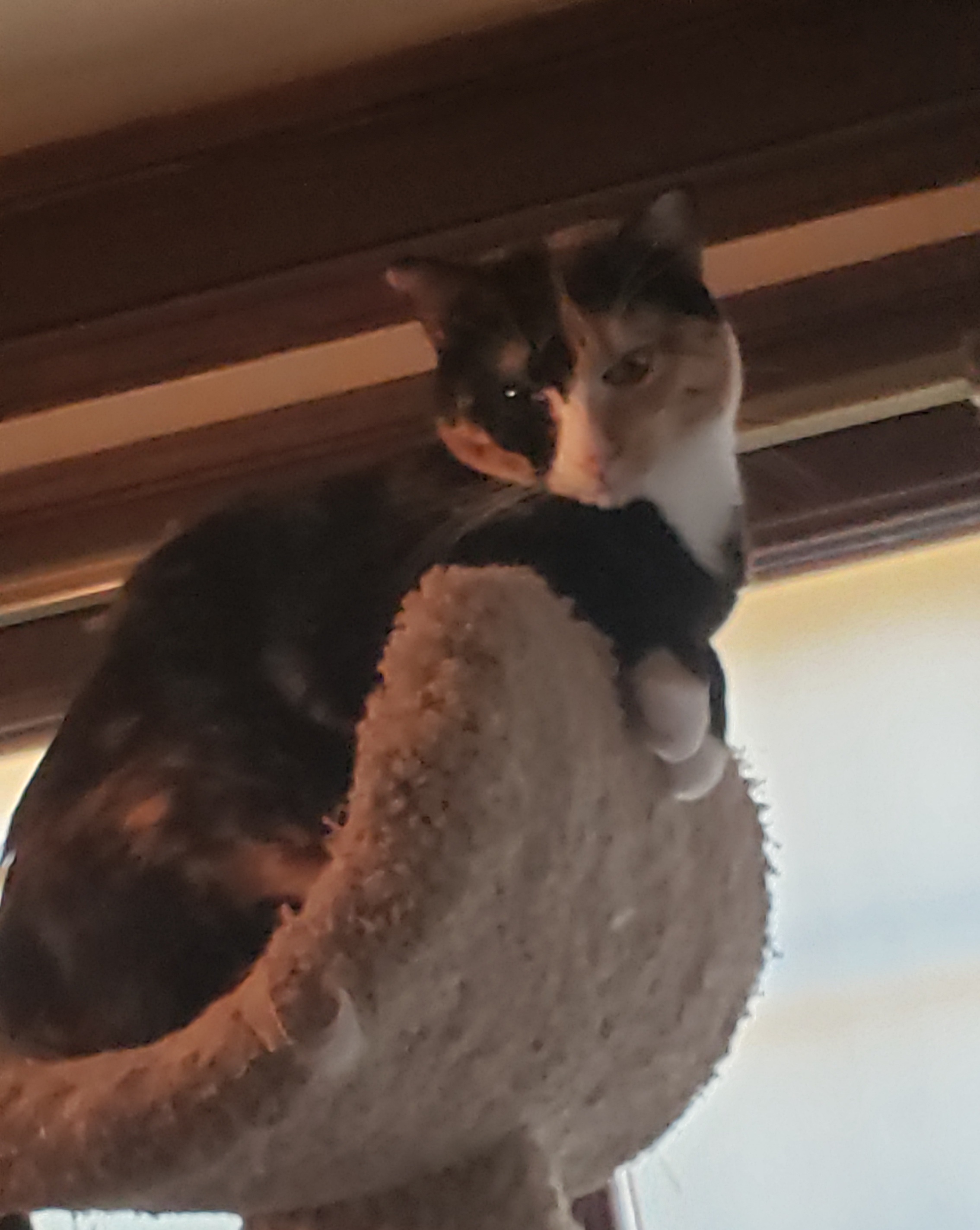 Enlarge Augusta, a Adoptable mixed breed in Roseville, MN image 1/6