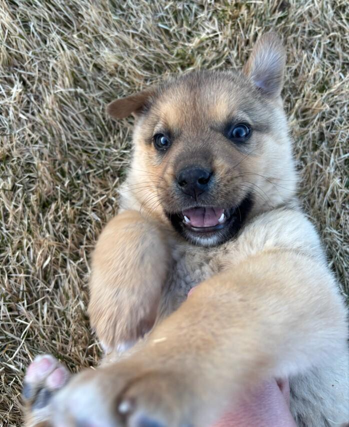 Cappuccino, Adoptable, Puppy Male Labrador Retriever & Shepherd.