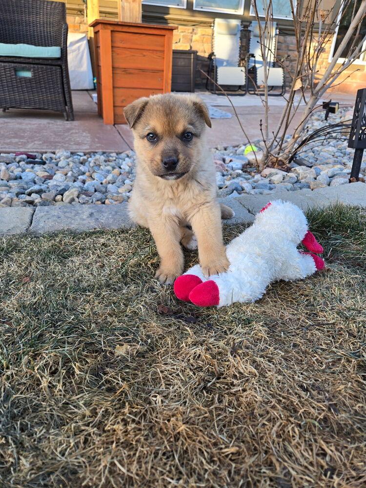 Enlarge Cappuccino, a Adoptable mixed breed in Denver, CO image 2/6