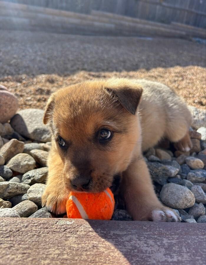 Enlarge Cappuccino, a Adoptable mixed breed in Denver, CO image 3/6
