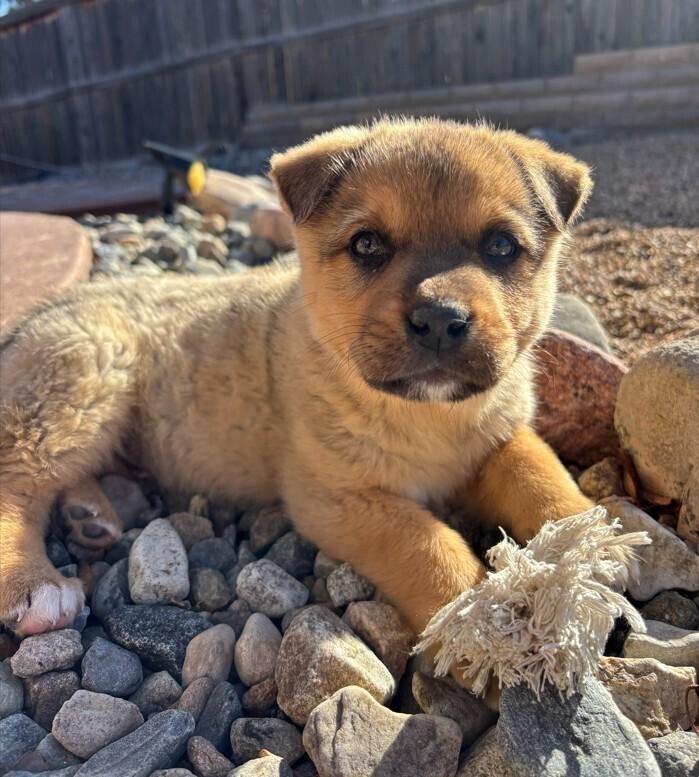 Enlarge Cappuccino, a Adoptable mixed breed in Denver, CO image 4/6