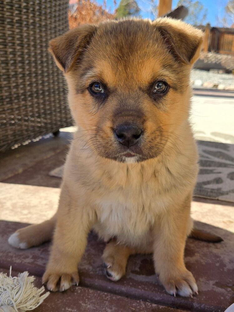 Enlarge Cappuccino, a Adoptable mixed breed in Denver, CO image 5/6