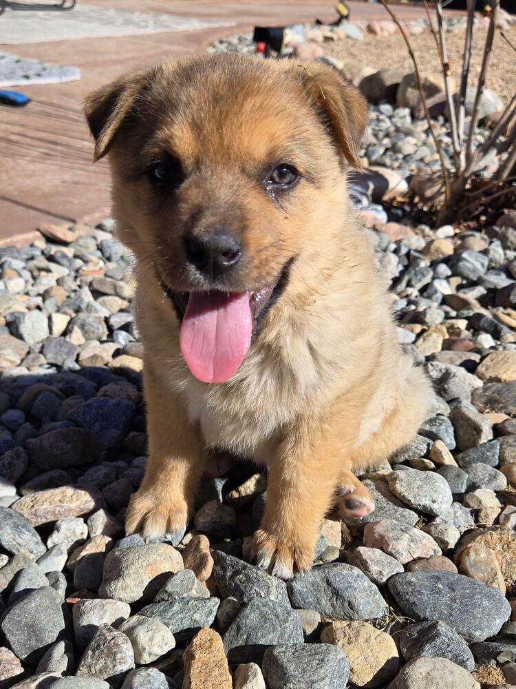 Enlarge Cappuccino, a Adoptable mixed breed in Denver, CO image 6/6