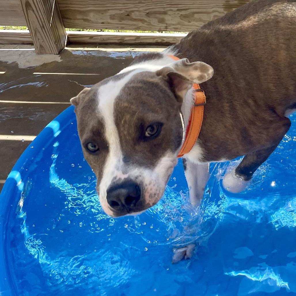 Ignatius, Adoptable, Adult Male Hound & Mixed Breed.