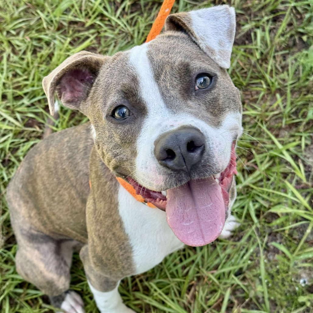 Enlarge Ignatius, a Adoptable mixed breed in Freeport, FL image 4/6