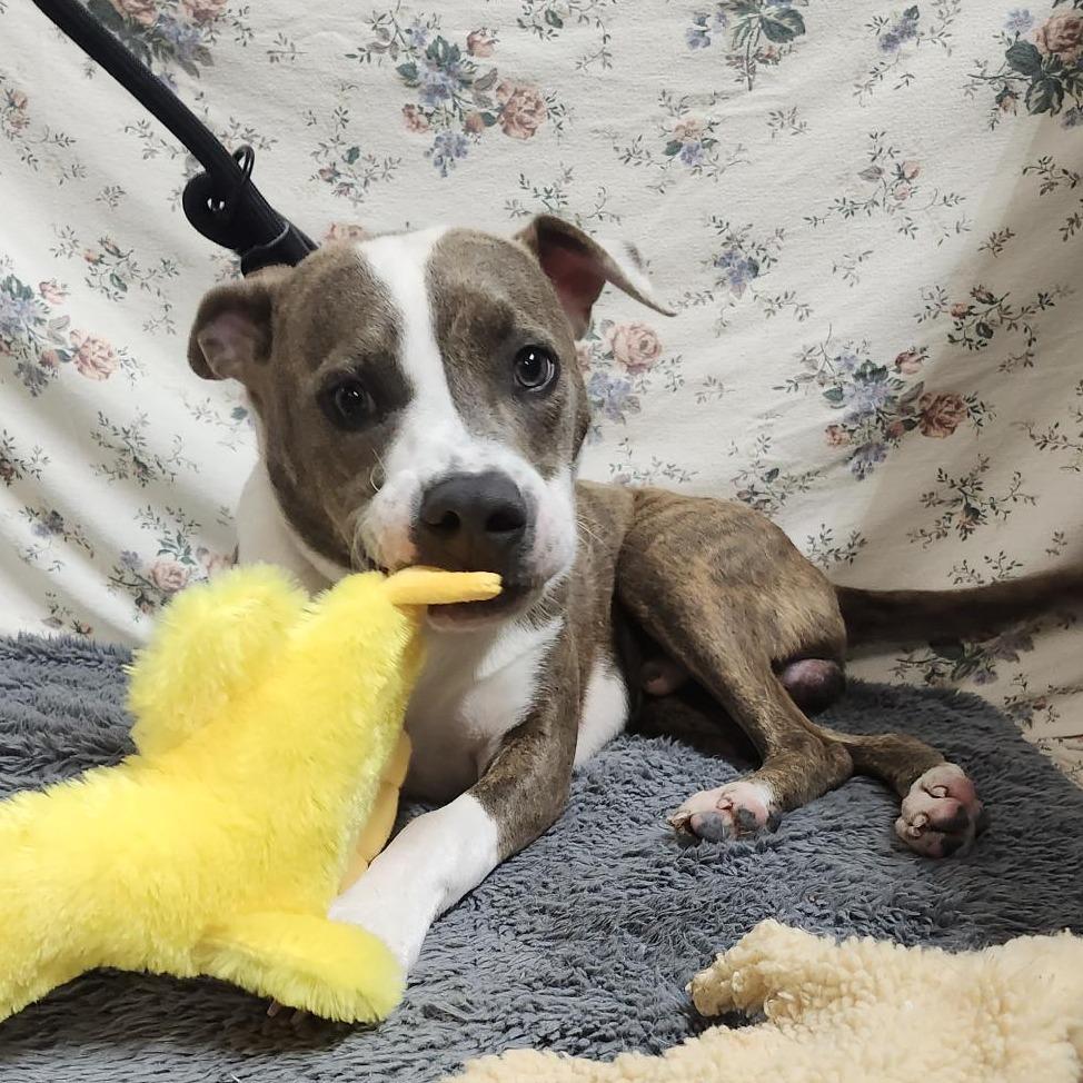 Enlarge Ignatius, a Adoptable mixed breed in Freeport, FL image 2/6