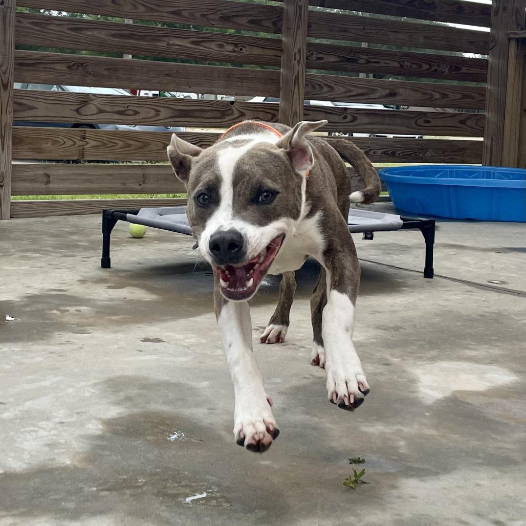 Enlarge Ignatius, a Adoptable mixed breed in Freeport, FL image 3/6