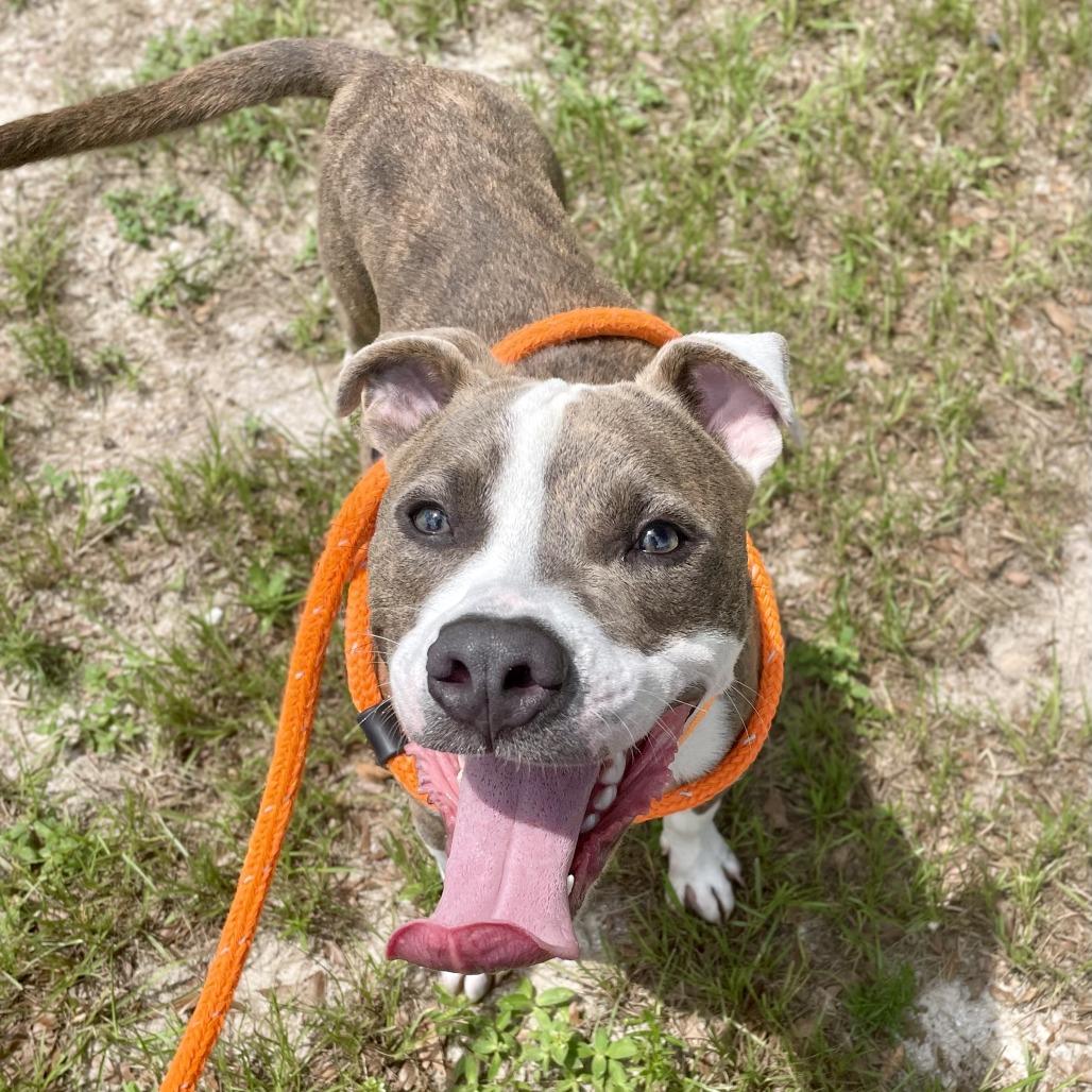 Enlarge Ignatius, a Adoptable mixed breed in Freeport, FL image 4/6
