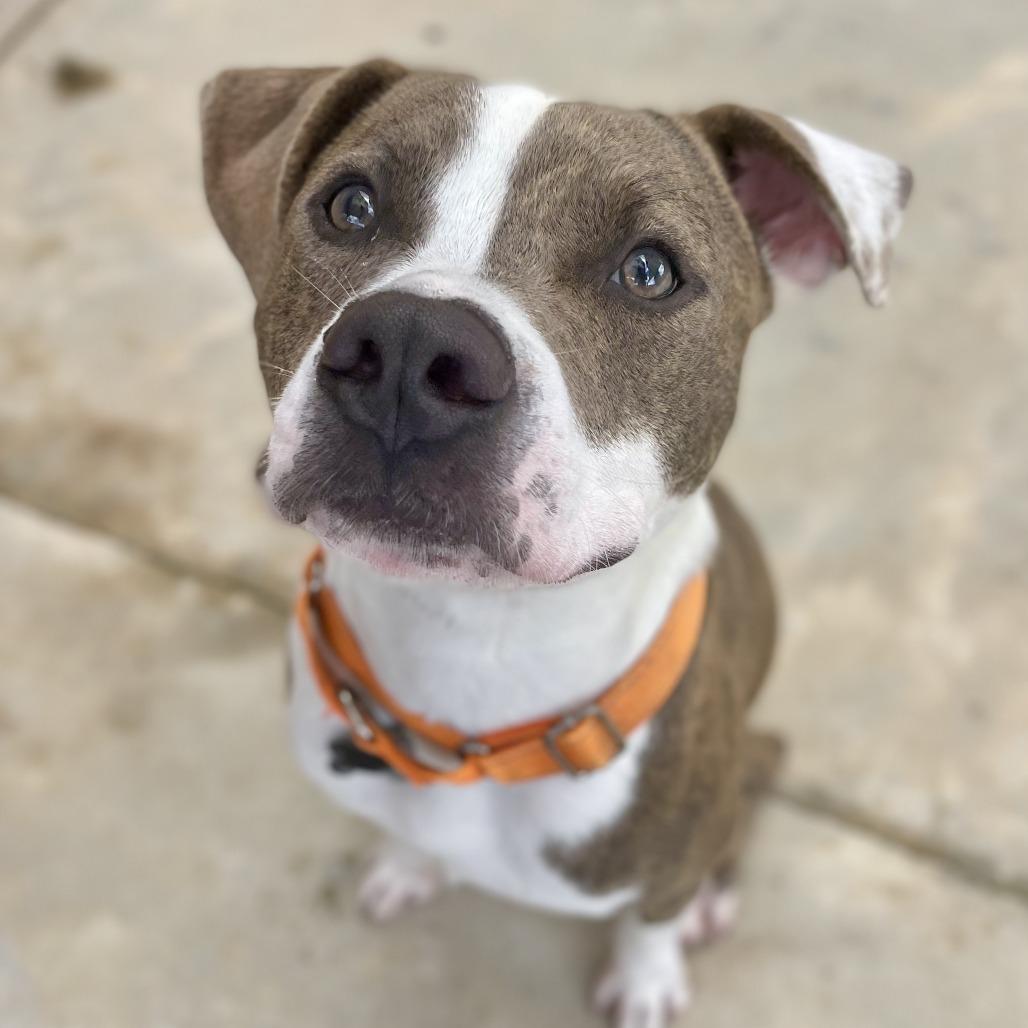 Enlarge Ignatius, a Adoptable mixed breed in Freeport, FL image 6/6