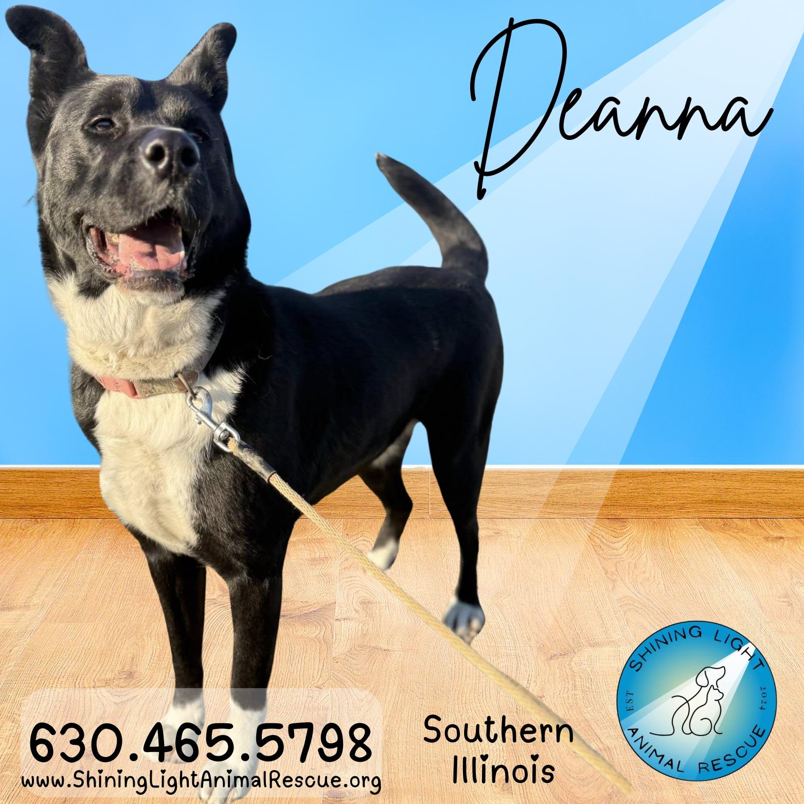 Enlarge Deanna | Adult | Akita, a Adoptable Akita in Royalton, IL image 1/3