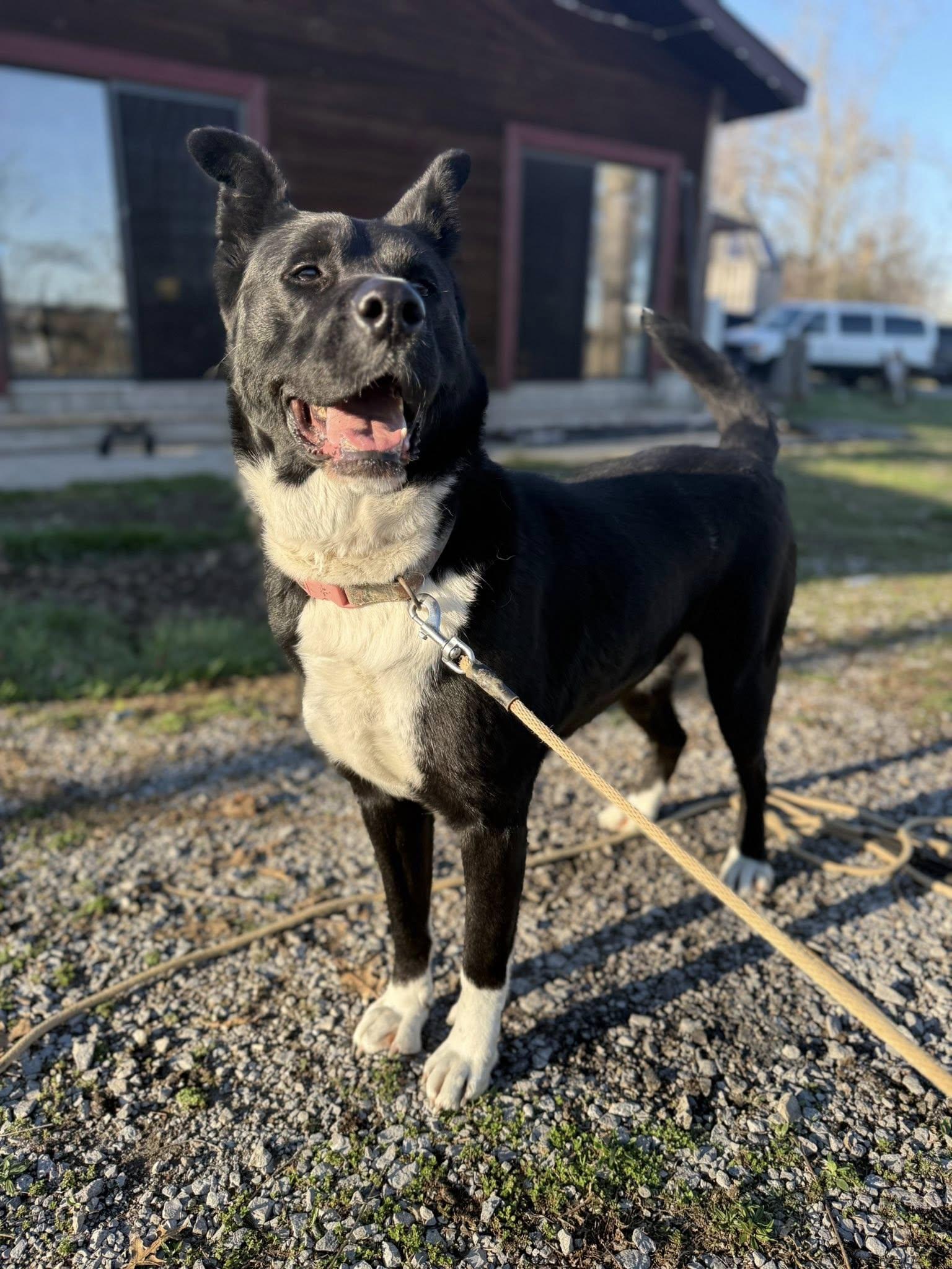 Enlarge Deanna | Adult | Border Collie / Chow mix (possible), a Adoptable mixed breed in Royalton, IL image 1/2