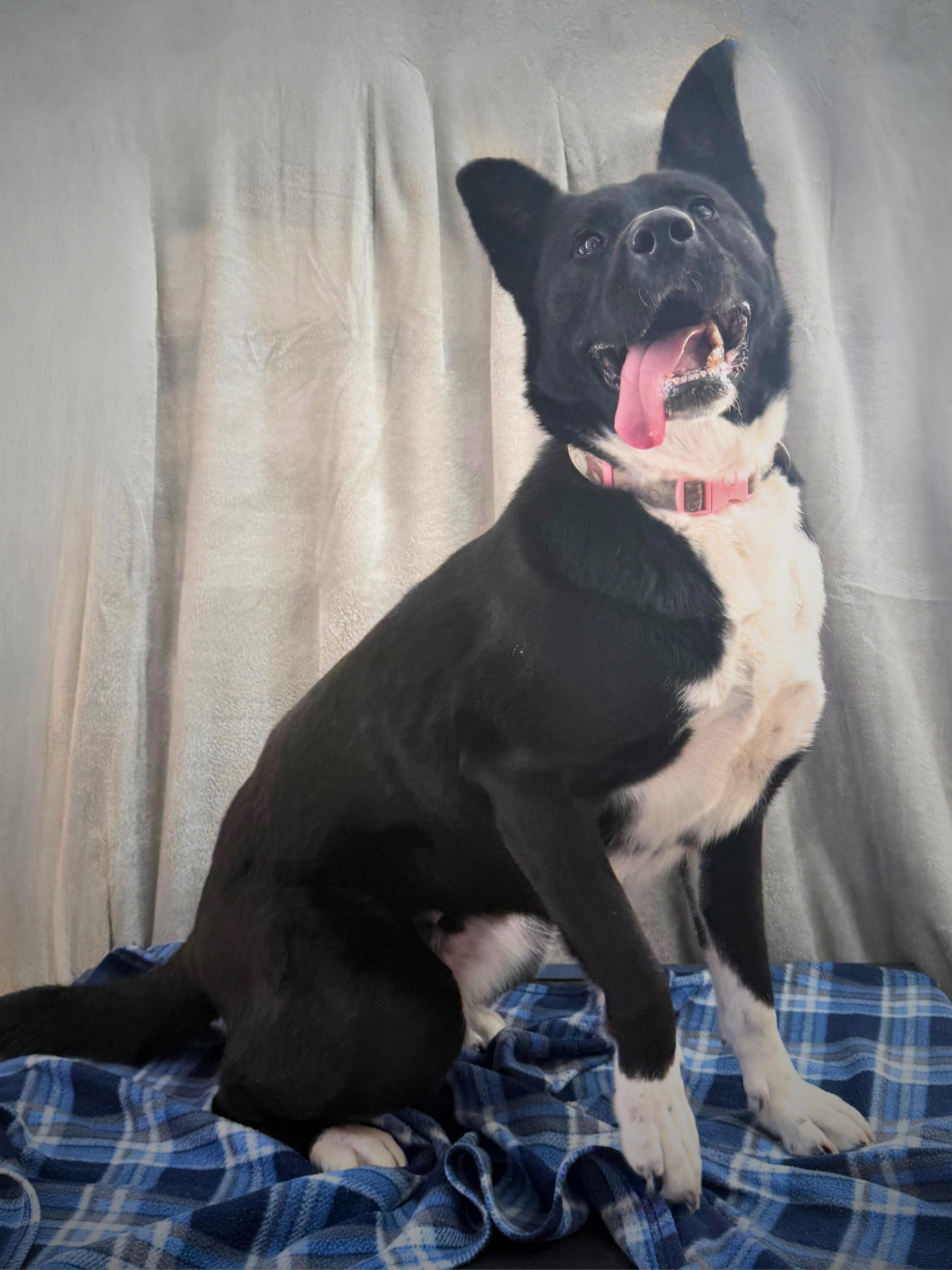 Enlarge Deanna | Adult | Border Collie / Chow mix (possible), a Adoptable mixed breed in Royalton, IL image 3/5