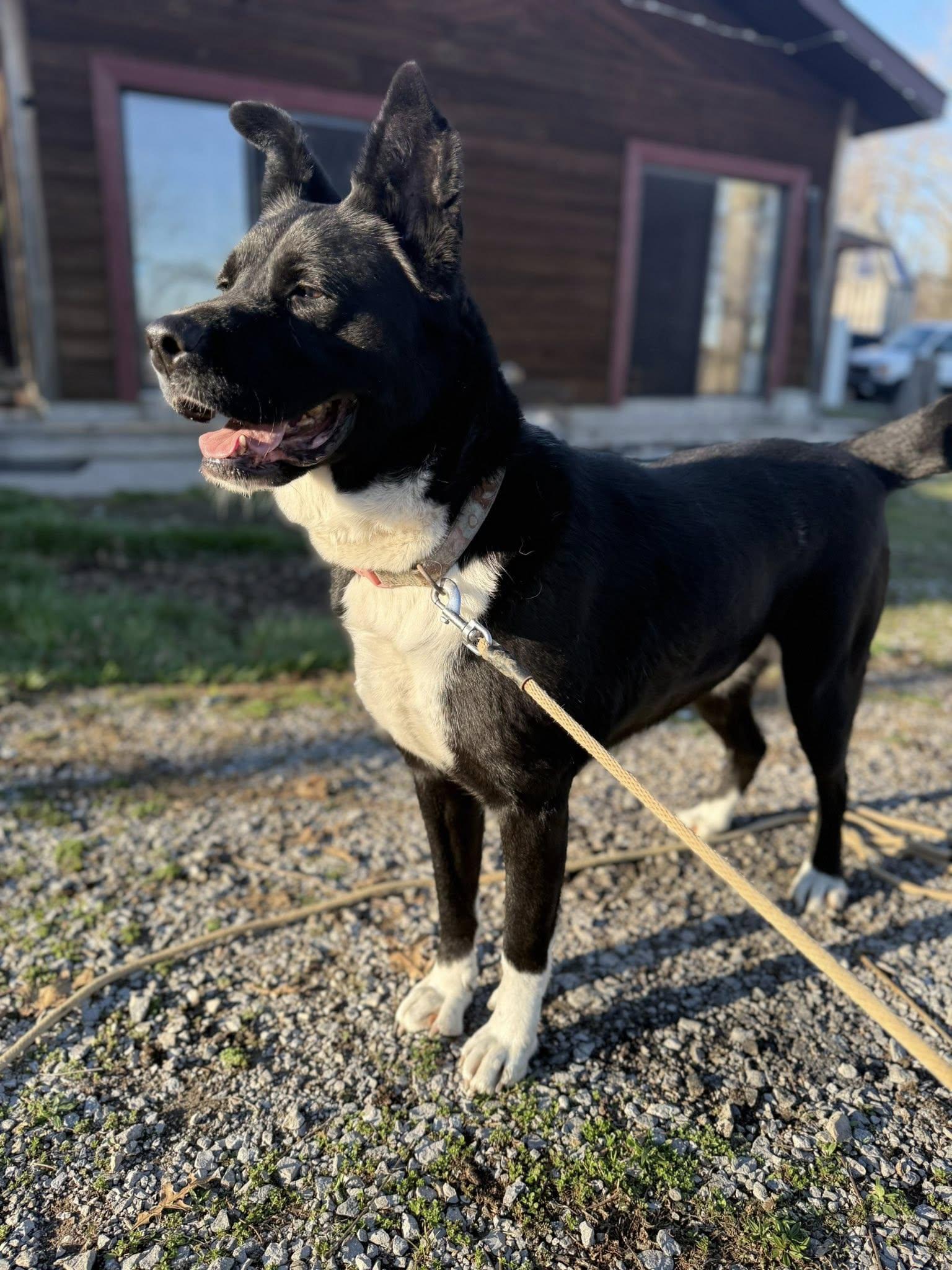 Enlarge Deanna | Adult | Border Collie / Chow mix (possible), a Adoptable mixed breed in Royalton, IL image 2/2