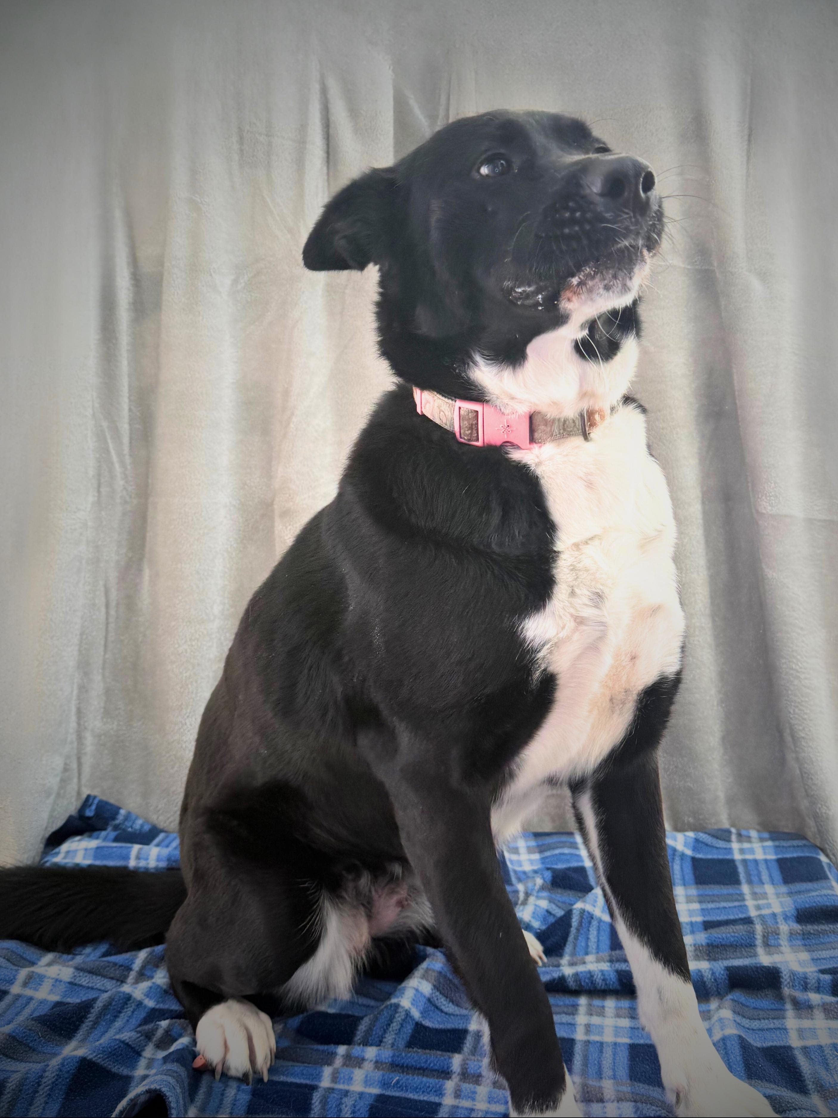 Enlarge Deanna | Adult | Border Collie / Chow mix (possible), a Adoptable mixed breed in Royalton, IL image 4/5
