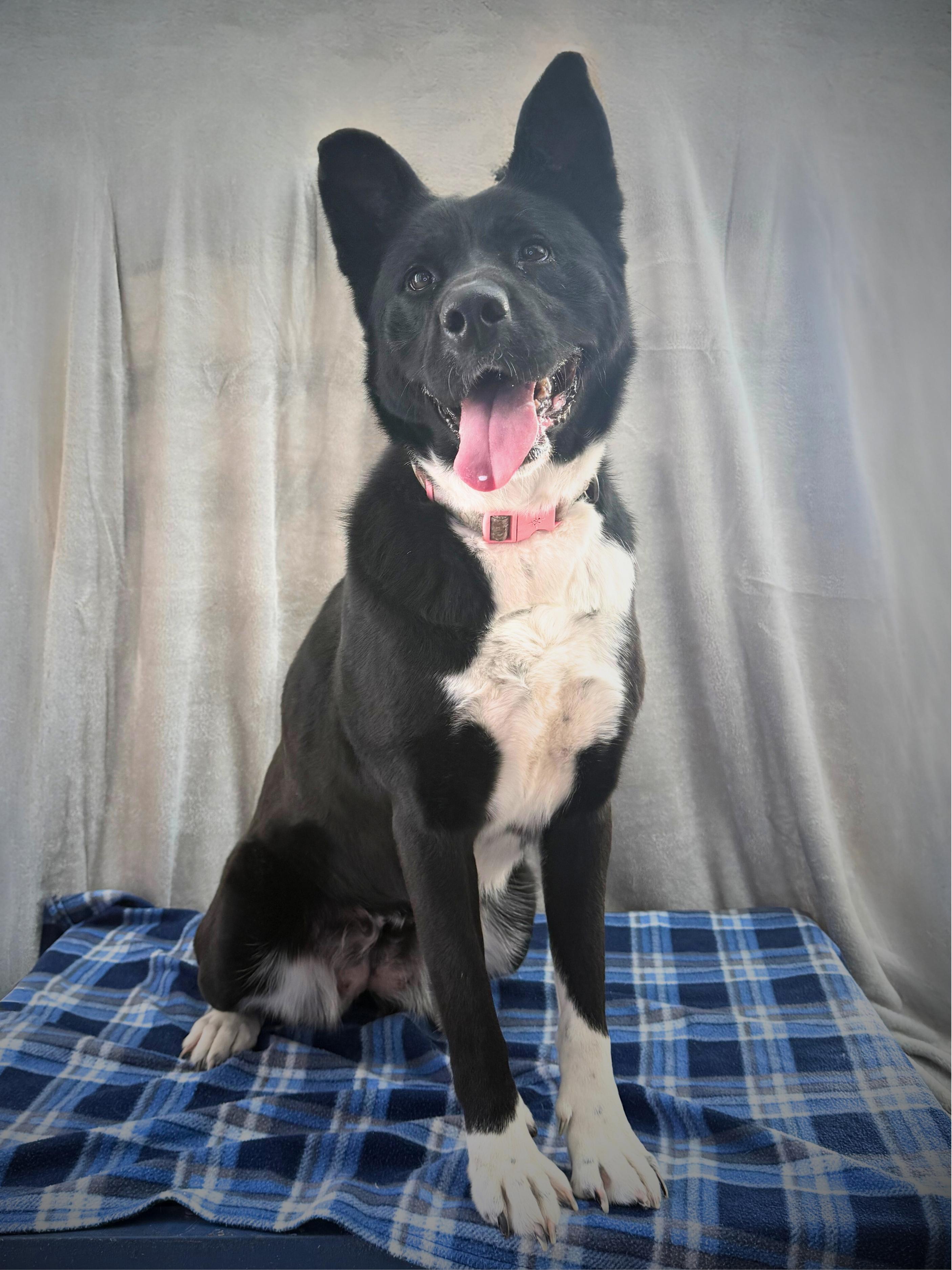 Enlarge Deanna | Adult | Border Collie / Chow mix (possible), a Adoptable mixed breed in Royalton, IL image 1/5