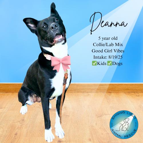 Deanna, Adoptable, Adult Female Border Collie & Black Labrador Retriever.