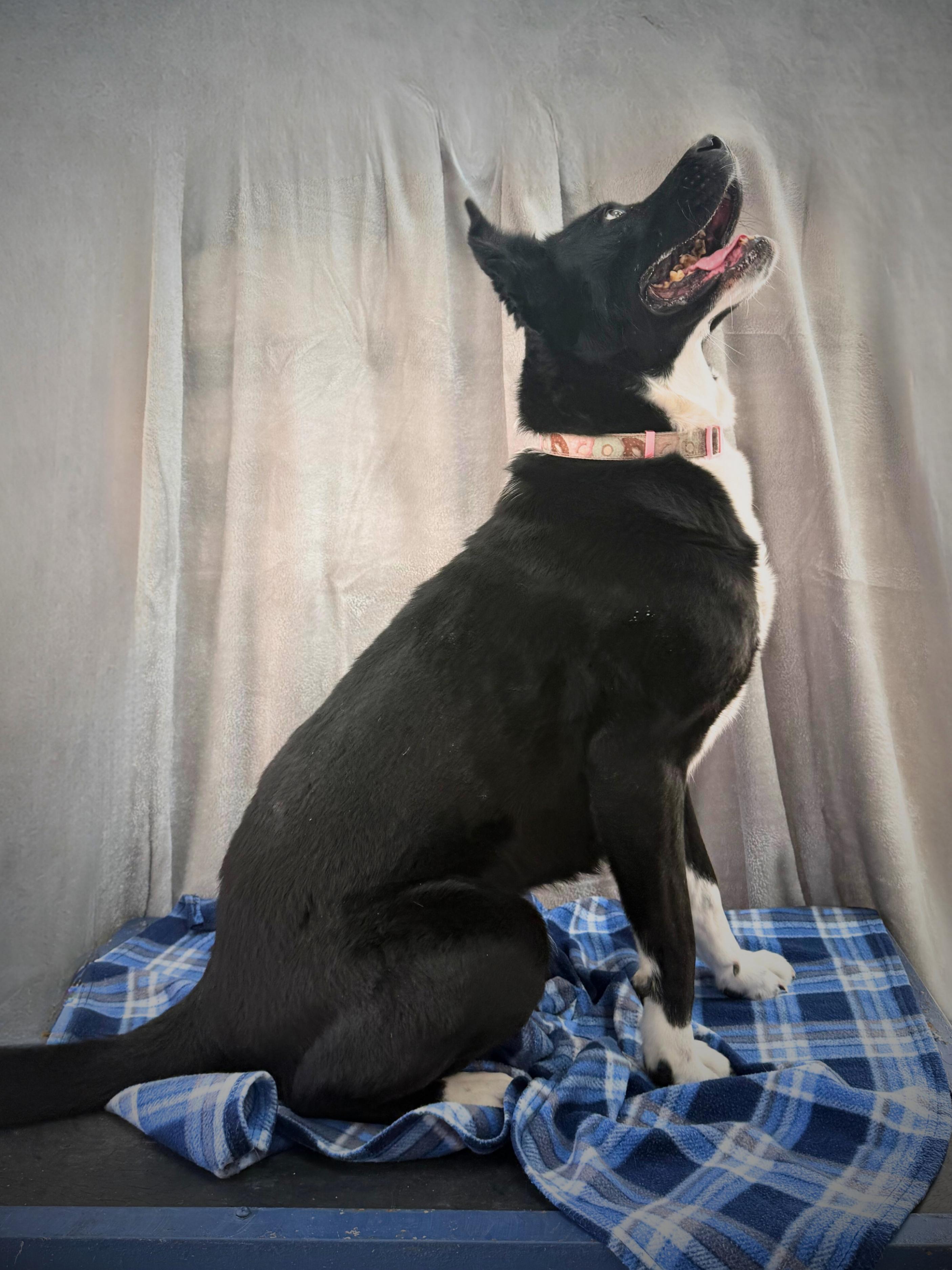 Enlarge Deanna | Adult | Border Collie / Chow mix (possible), a Adoptable mixed breed in Royalton, IL image 5/5