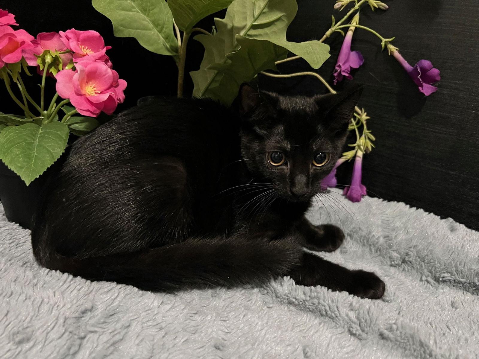 Enlarge Eclipse, a Adoptable Domestic Short Hair in Fayetteville, GA image 1/3