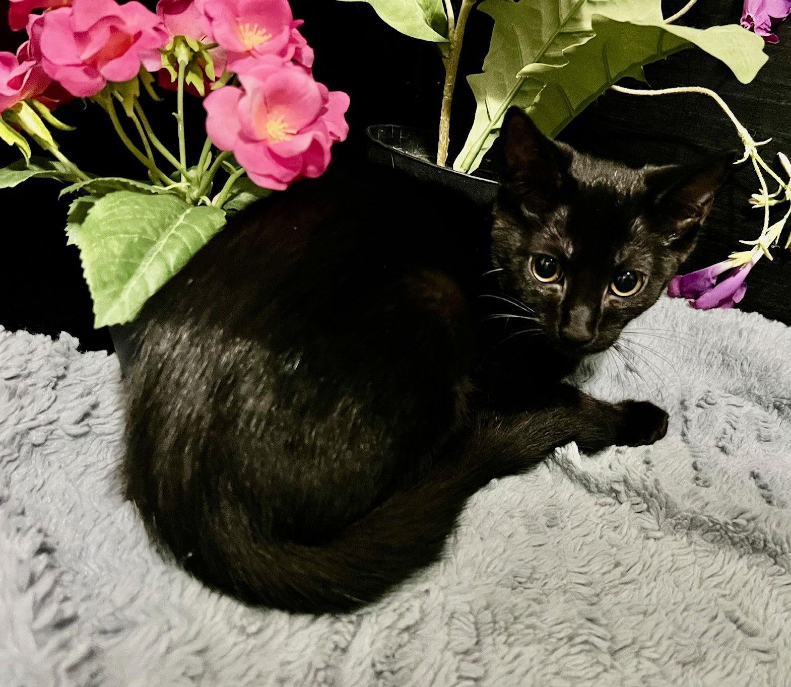 Enlarge Eclipse, a Adoptable Domestic Short Hair in Fayetteville, GA image 2/3